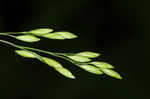 Clustered fescue